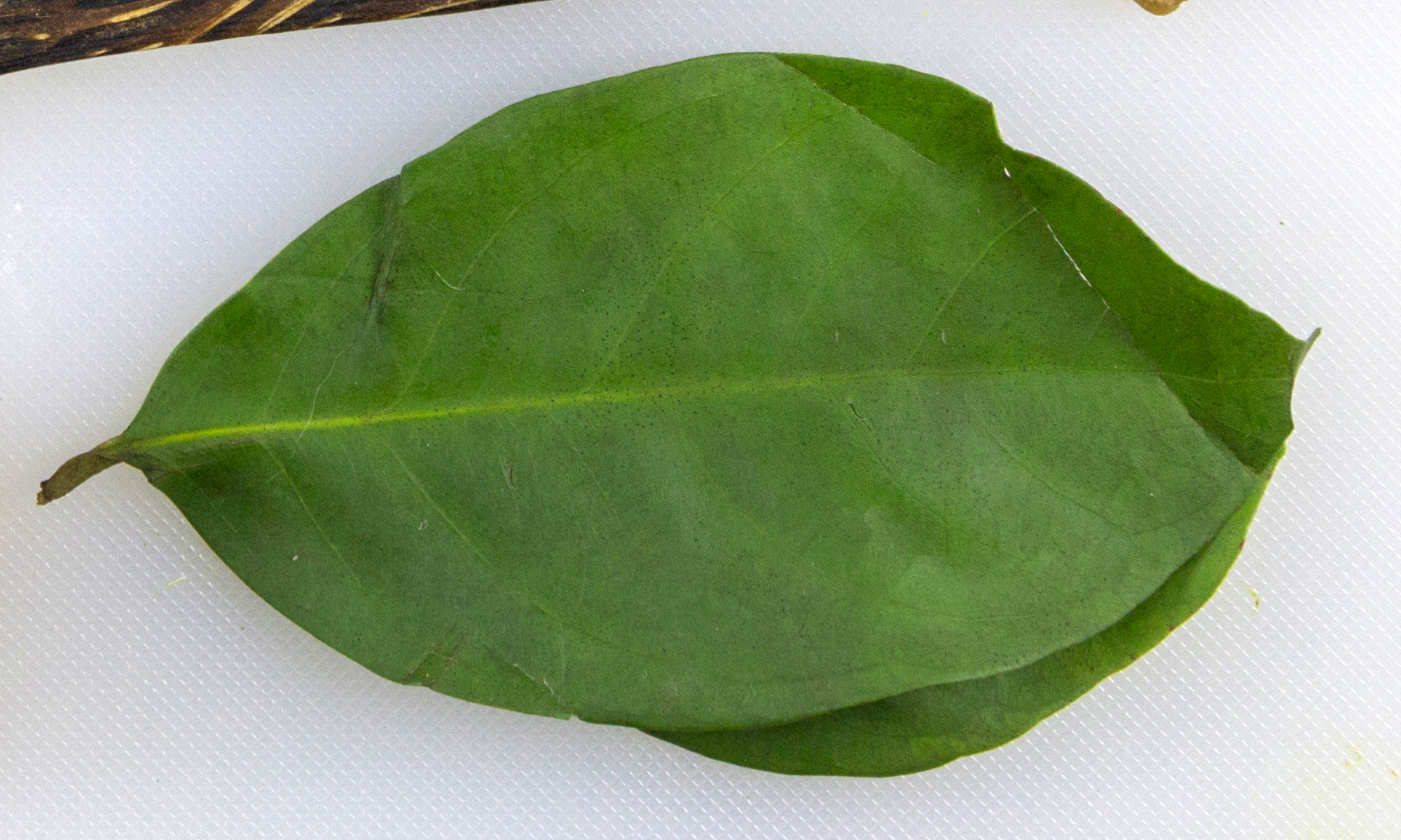 DAUN SALAM