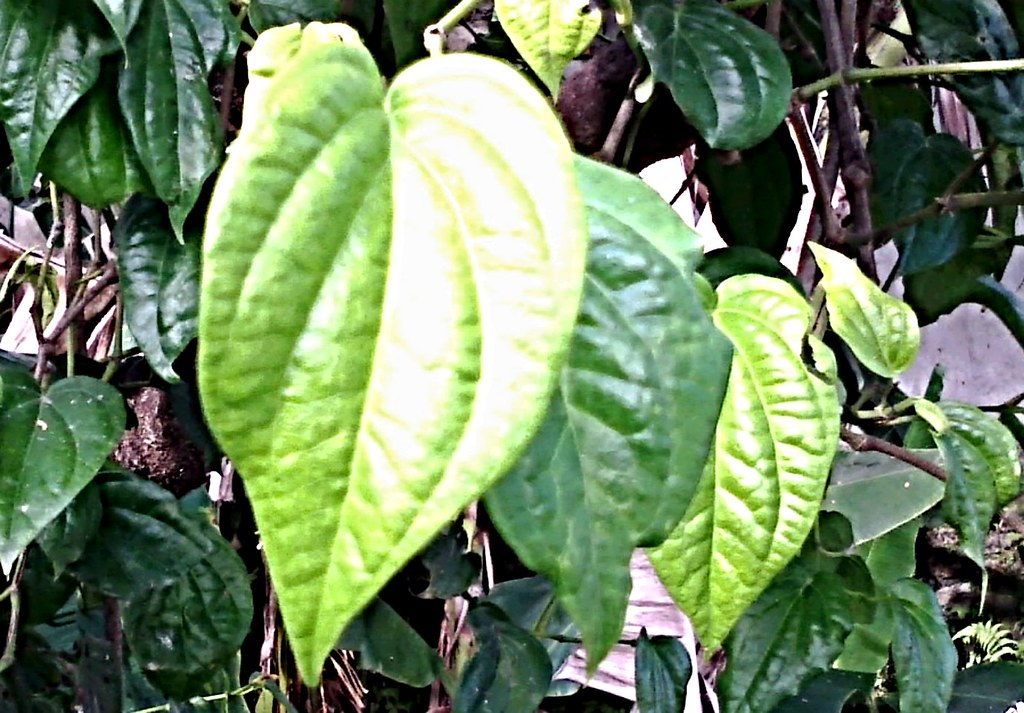 DAUN SIRIH