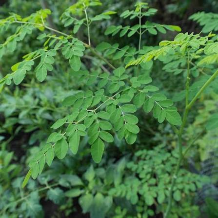 DAUN KELOR